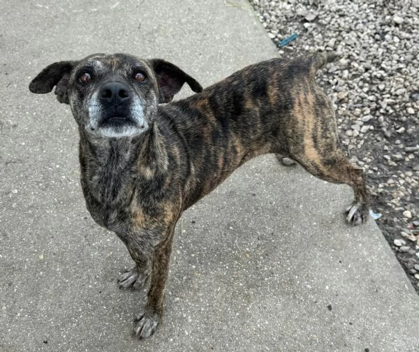 Anissa 7 anni Taglia media piccola  | Foto 4