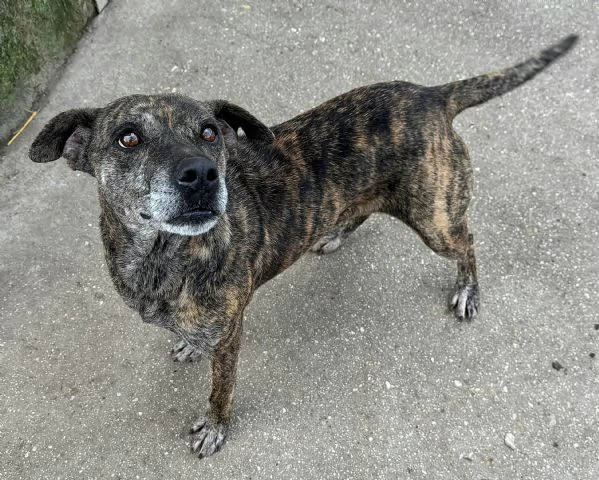 Anissa 7 anni Taglia media piccola  | Foto 2