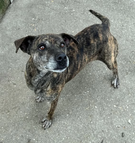 Anissa 7 anni Taglia media piccola  | Foto 1