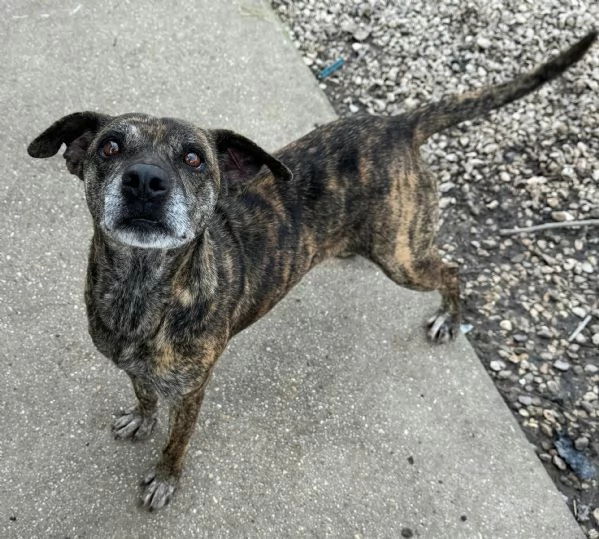 Anissa 7 anni Taglia media piccola 