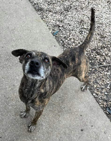 Anissa 7 anni Taglia media piccola  | Foto 0