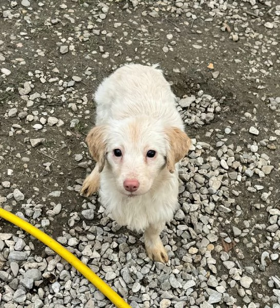 Claretta 6 mesi taglia piccola  | Foto 3