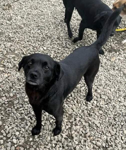 Denver 3 anni Taglia piccola  | Foto 2