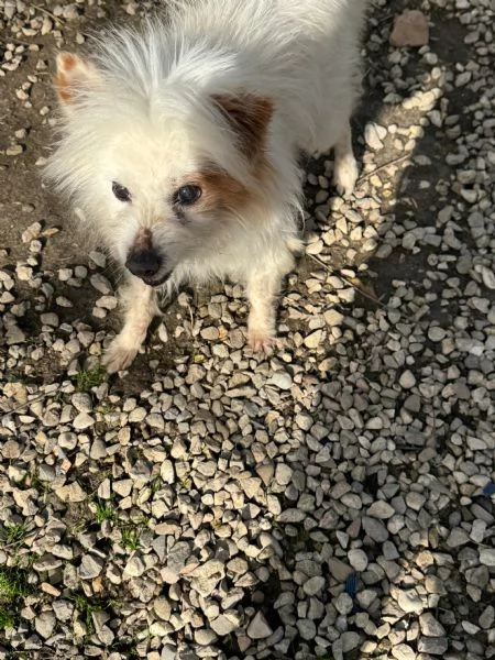 Gennaro 14 anni volpino  | Foto 0