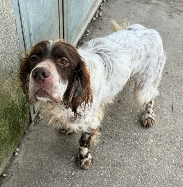 Rocco 11 anni setter inglese  | Foto 3