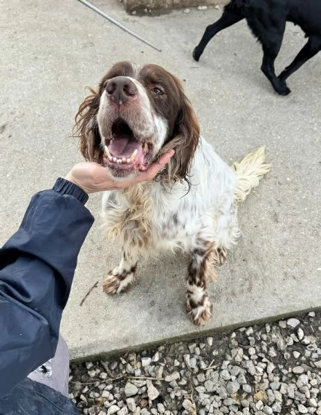 Rocco 11 anni setter inglese  | Foto 1