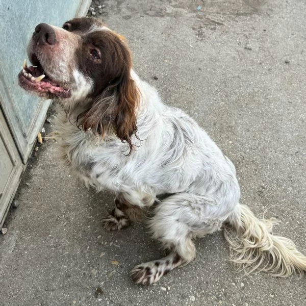 Rocco 11 anni setter inglese  | Foto 0