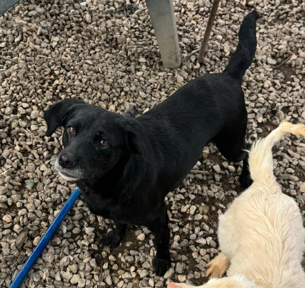 Monica 3 anni Taglia piccola  | Foto 2