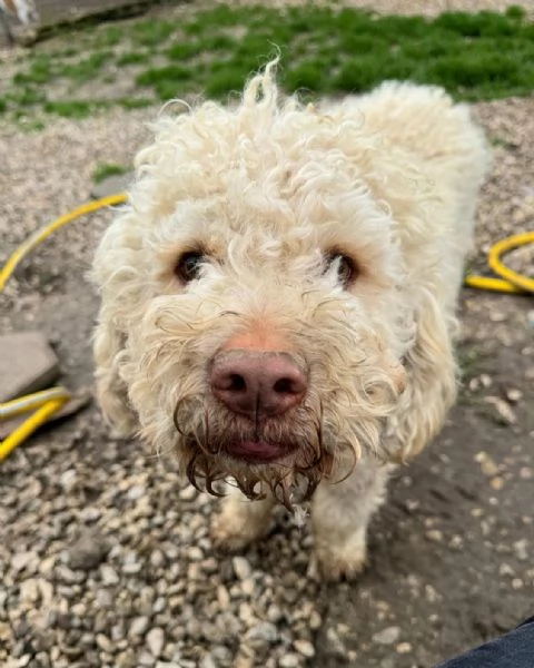 Achille 3 anni lagotto | Foto 2