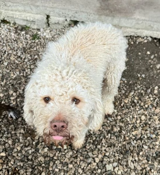 Achille 3 anni lagotto | Foto 1