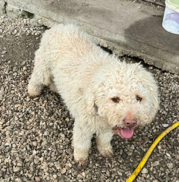 Achille 3 anni lagotto | Foto 0