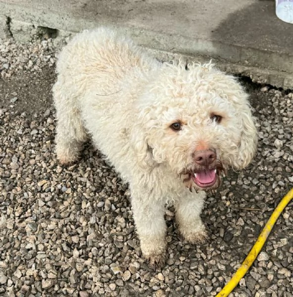 Achille 3 anni lagotto