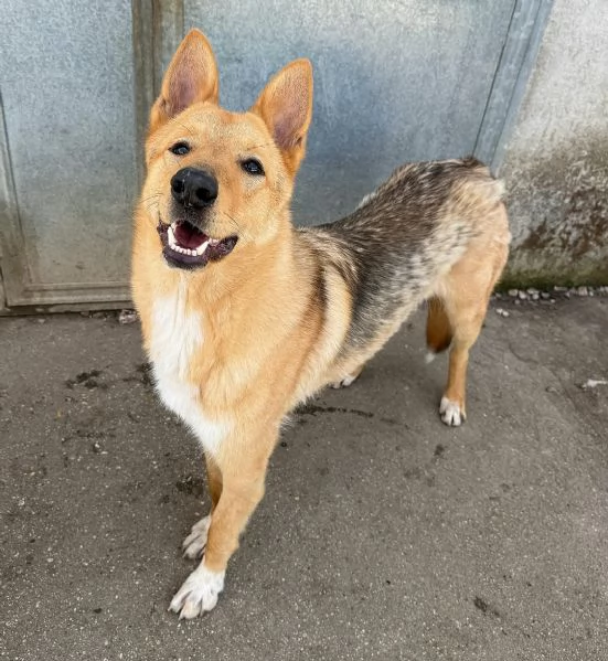 Loris 1 anno mix pastore tedesco 