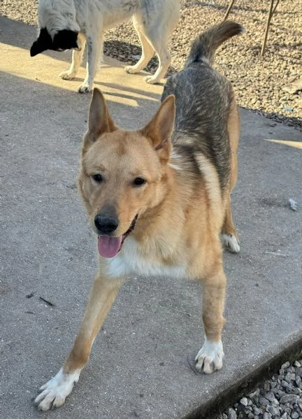 Loris 1 anno mix pastore tedesco  | Foto 3