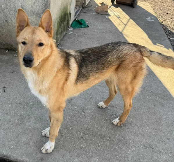 Loris 1 anno mix pastore tedesco 