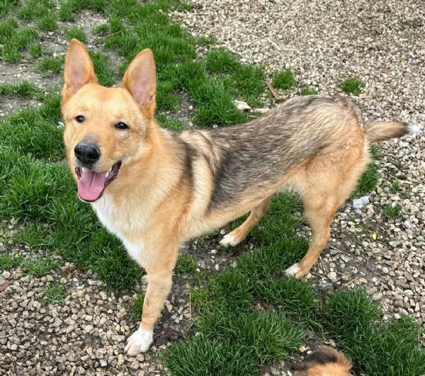 Loris 1 anno taglia media 