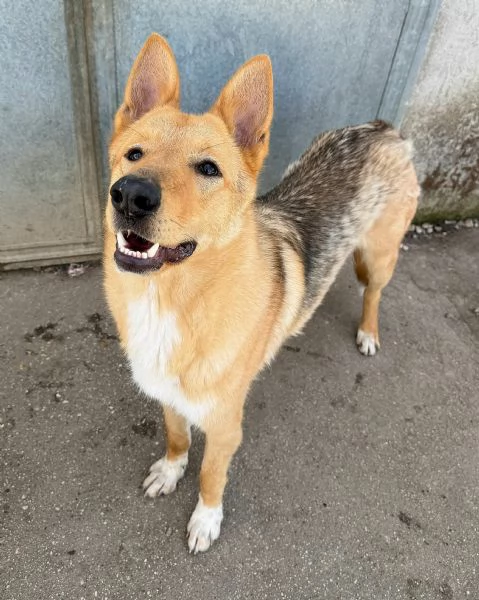 Loris 1 anno mix pastore tedesco  | Foto 3