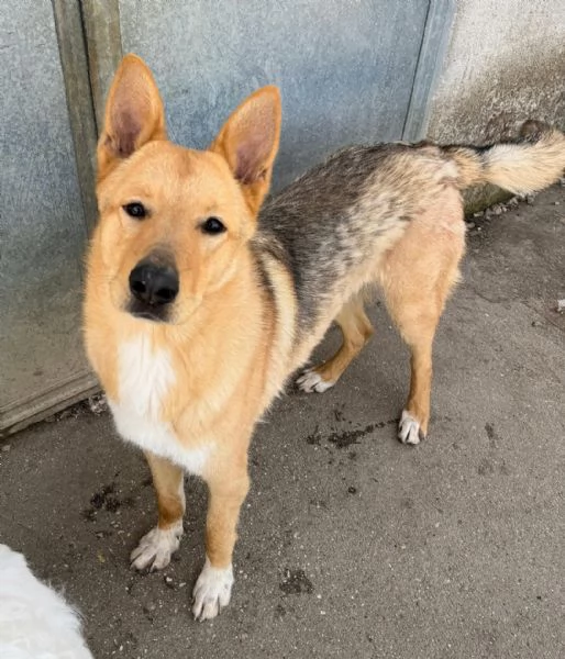 Loris 1 anno mix pastore tedesco  | Foto 2