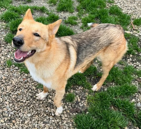 Loris 1 anno taglia media  | Foto 2