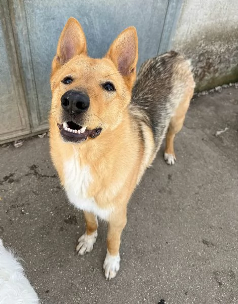 Loris 1 anno mix pastore tedesco  | Foto 1