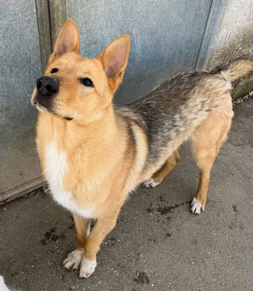 Loris 1 anno mix pastore tedesco  | Foto 0