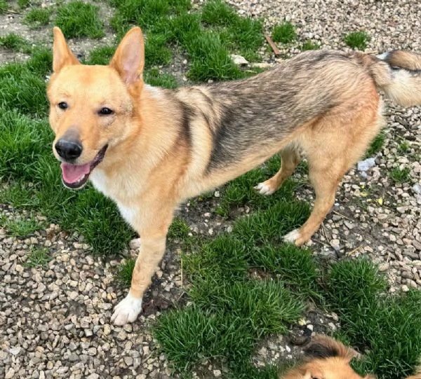 Loris 1 anno taglia media  | Foto 0