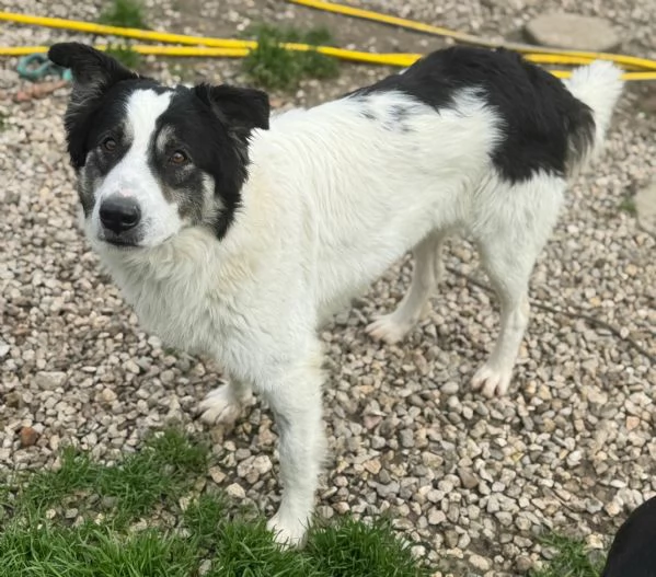 Aurelio 1 anno taglia media  | Foto 5