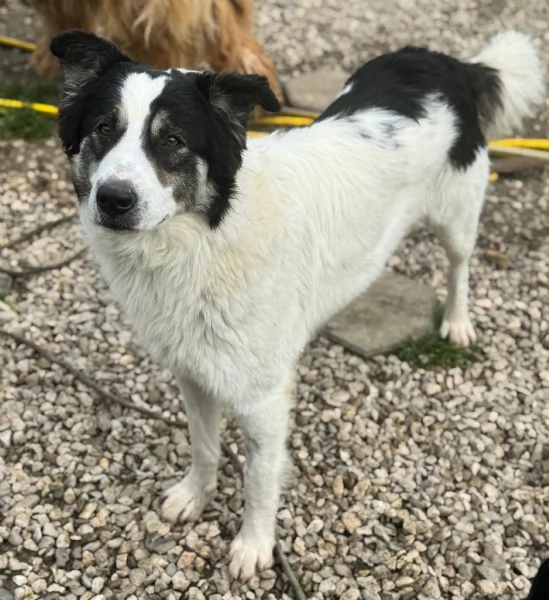 Aurelio 1 anno taglia media  | Foto 3