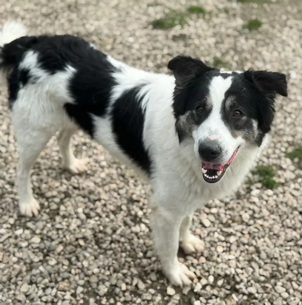 Aurelio 1 anno taglia media 