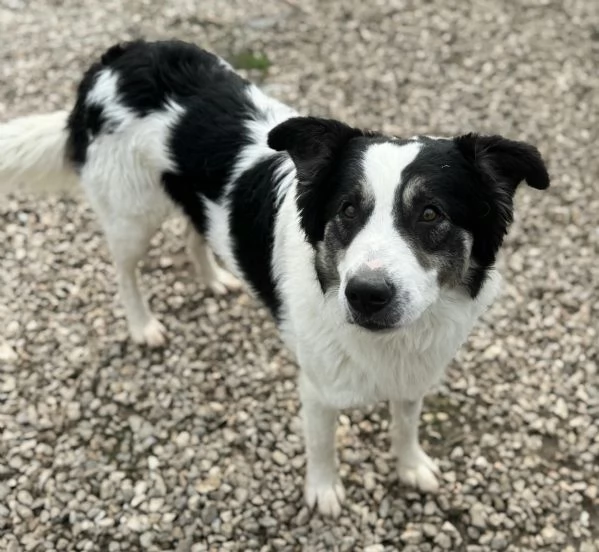 Aurelio 1 anno taglia media  | Foto 1