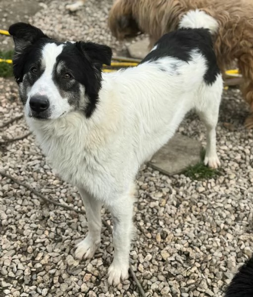 Aurelio 1 anno taglia media  | Foto 0