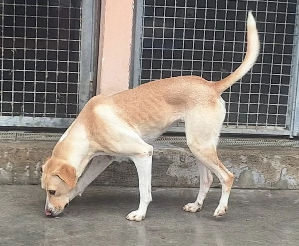 Lily 2 anni mix labrador | Foto 2