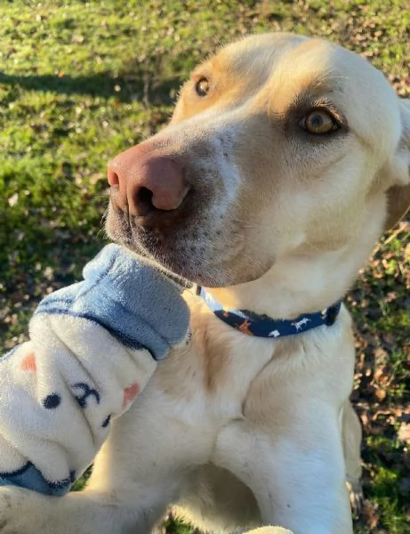 Lily 2 anni mix labrador | Foto 1