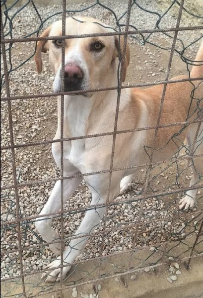 Lily 2 anni mix labrador | Foto 0