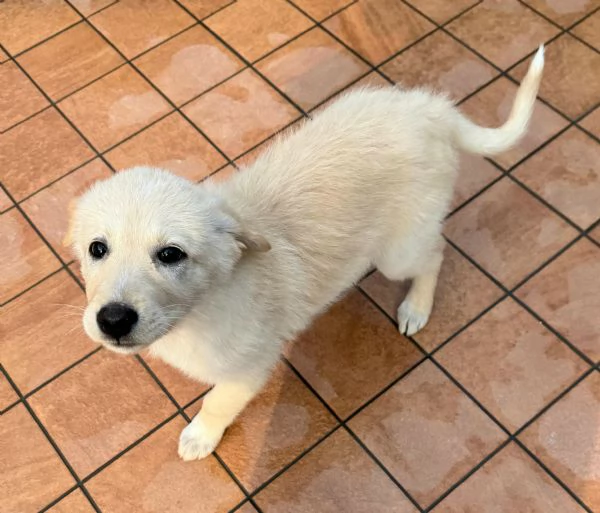 Margot 2 mesi taglia media  | Foto 4