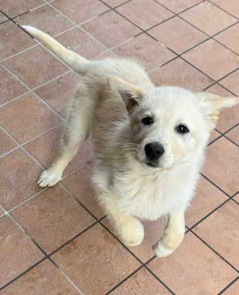 Margot 2 mesi taglia media  | Foto 3