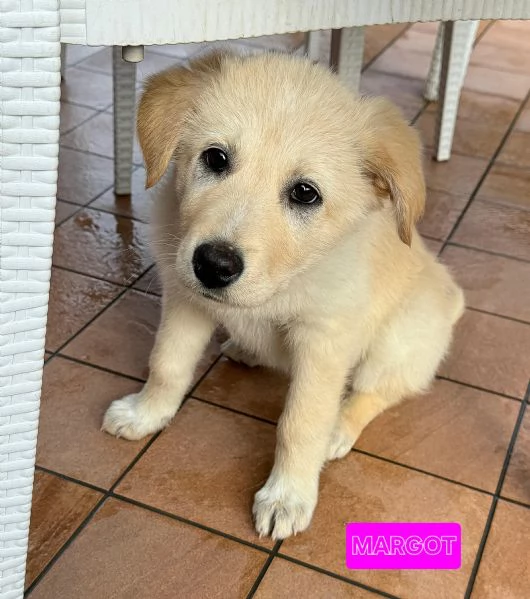 Margot 2 mesi taglia media  | Foto 2