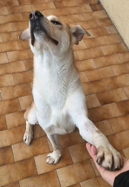 Nuccio 1 anno taglia media  | Foto 4