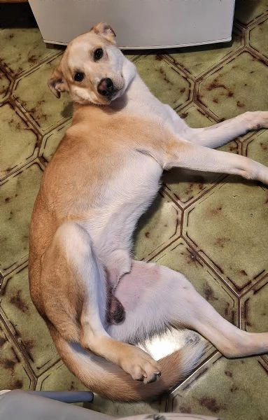 Nuccio 1 anno taglia media  | Foto 2