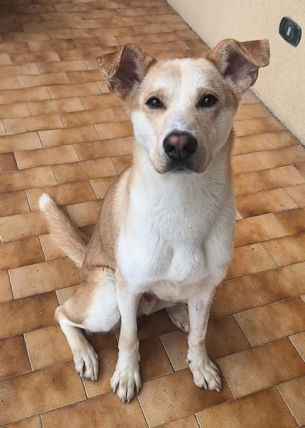 Nuccio 1 anno taglia media  | Foto 1