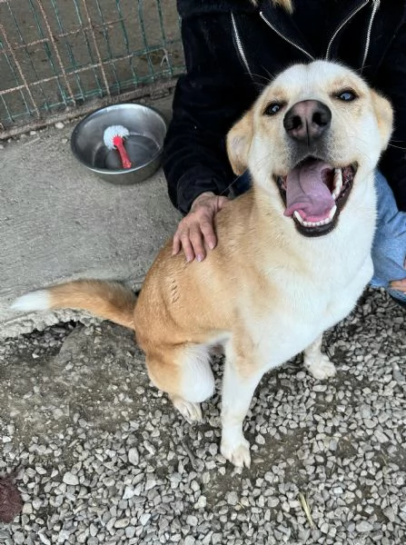 Nuccio 1 anno taglia media 