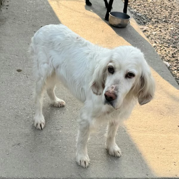 Liz 14 anni setter inglese  | Foto 1