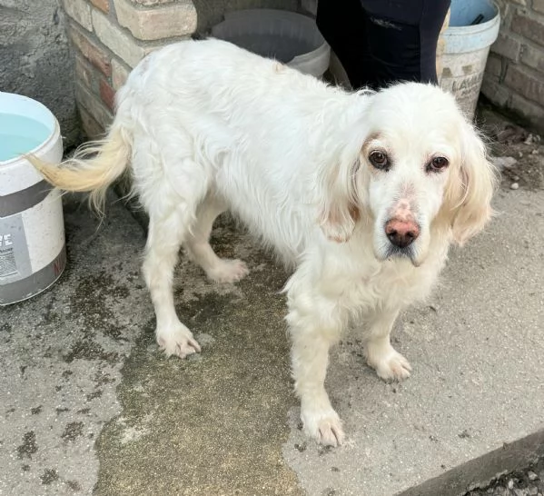 Liz 14 anni setter inglese 