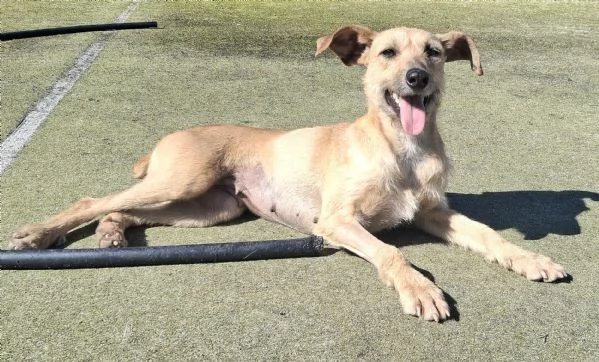 Eloise 2 anni Taglia media piccola  | Foto 3