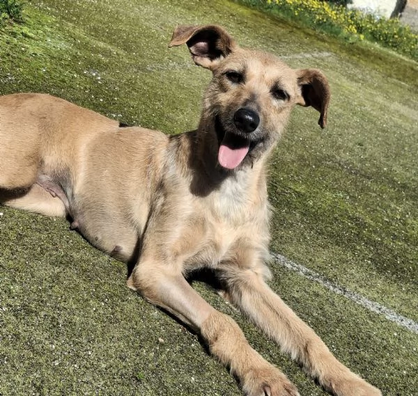 Eloise 2 anni Taglia media piccola  | Foto 1