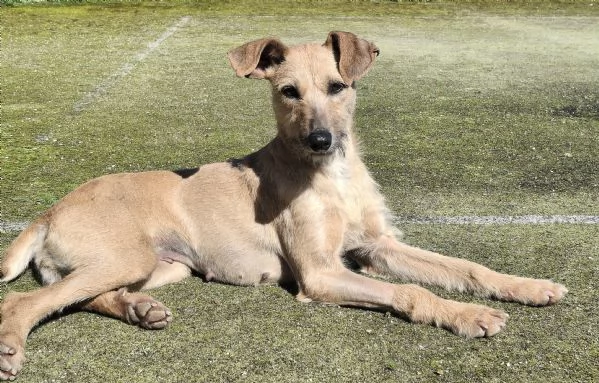 Eloise 2 anni Taglia media piccola 