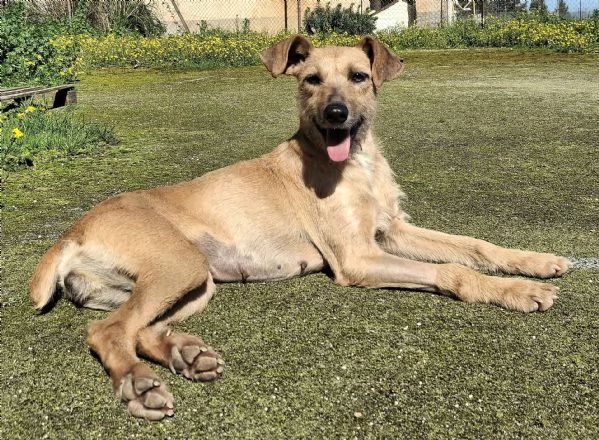 Eloise 2 anni Taglia media piccola  | Foto 0