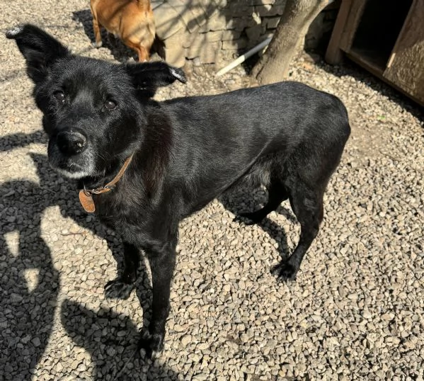 Ottavio 9 anni Taglia media grande 