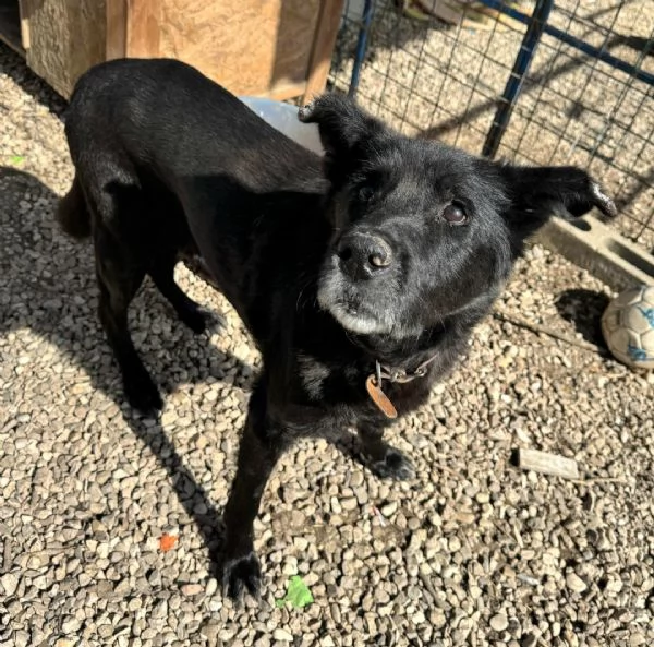 Ottavio 9 anni Taglia media grande  | Foto 1