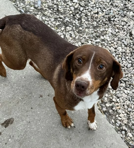 Rudy 4 anni Taglia piccola  | Foto 1